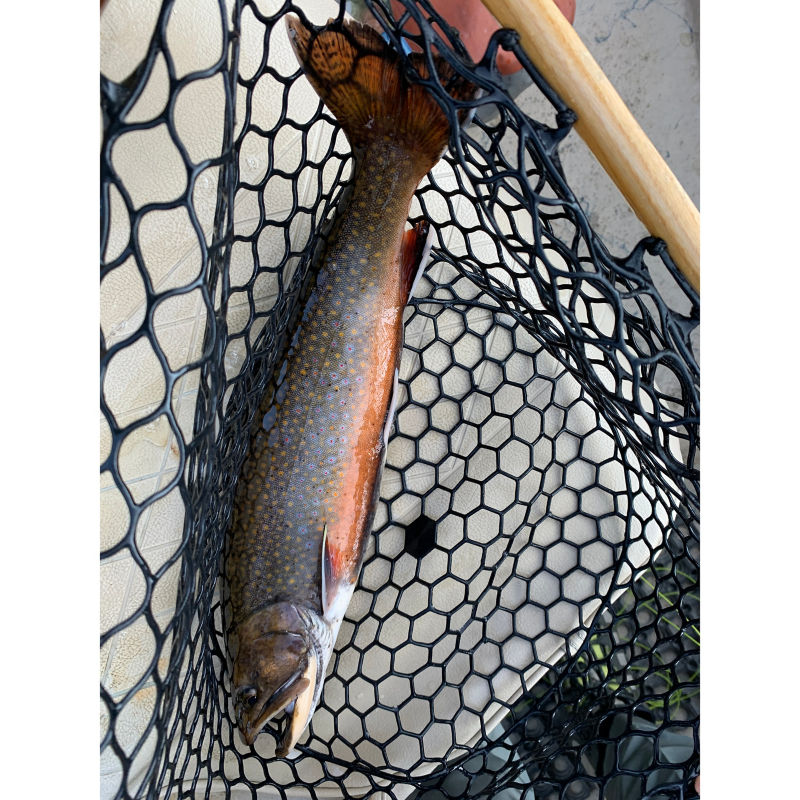 Scott R. Whitaker, ME | Orvis